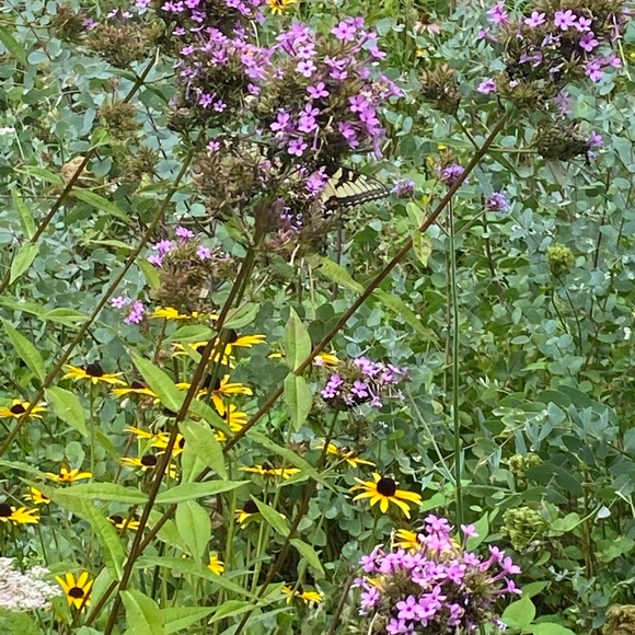 Meet your Posher, Kelly - Picture 1 of 1